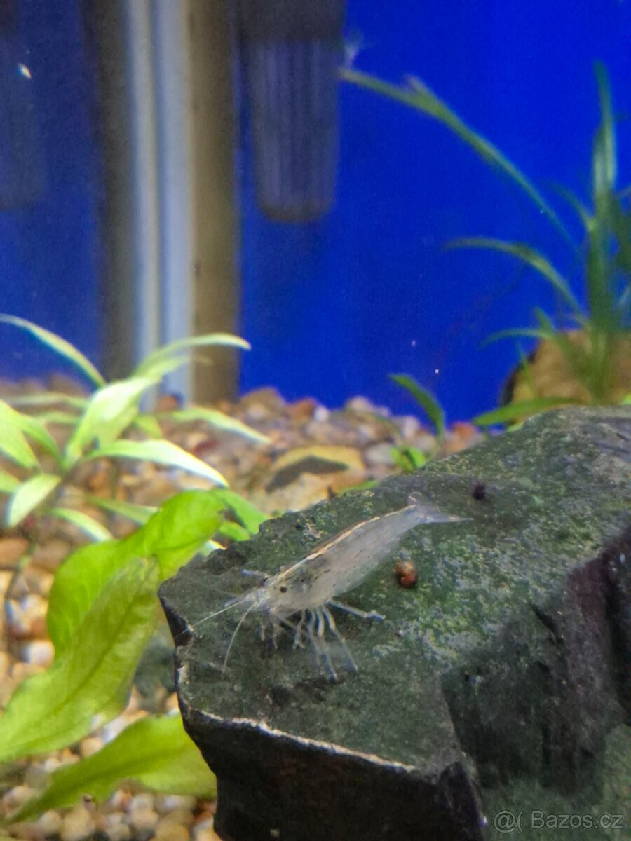 Akvárium-92l-vybavené - včetně ryb a krevetek - 5