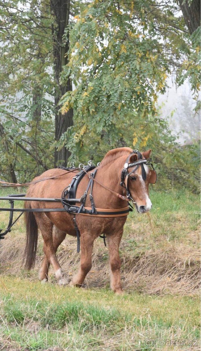 Sulka za pony + postroj - 5