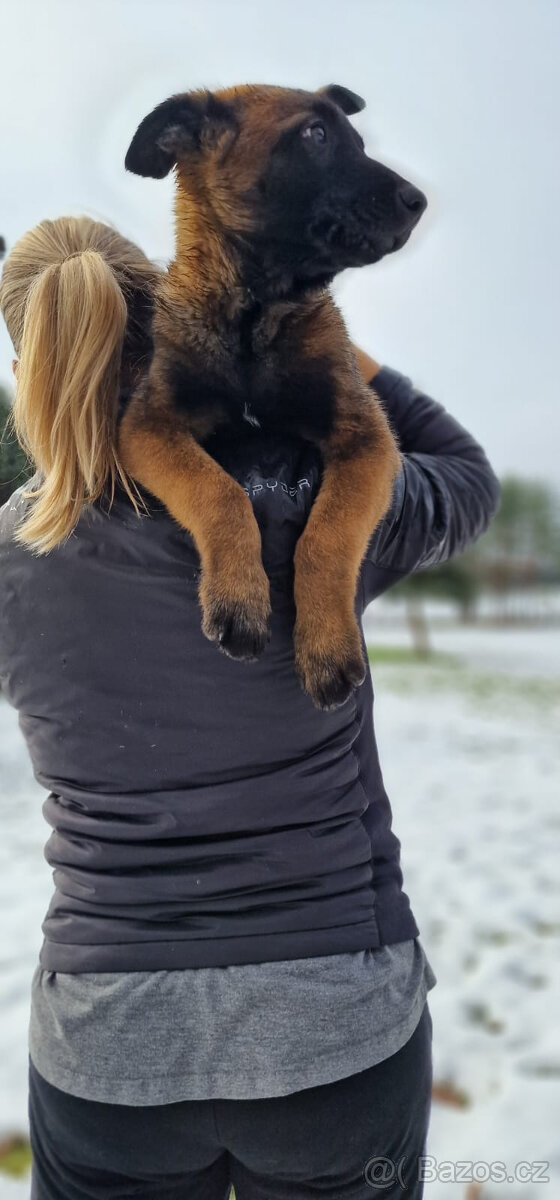 Štěně Belgického (75% podíl) a Německého ovčáka (25% podí - 5