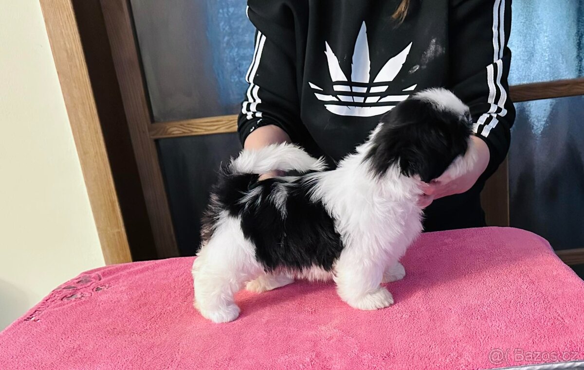 shih tzu s PP FCI - 5