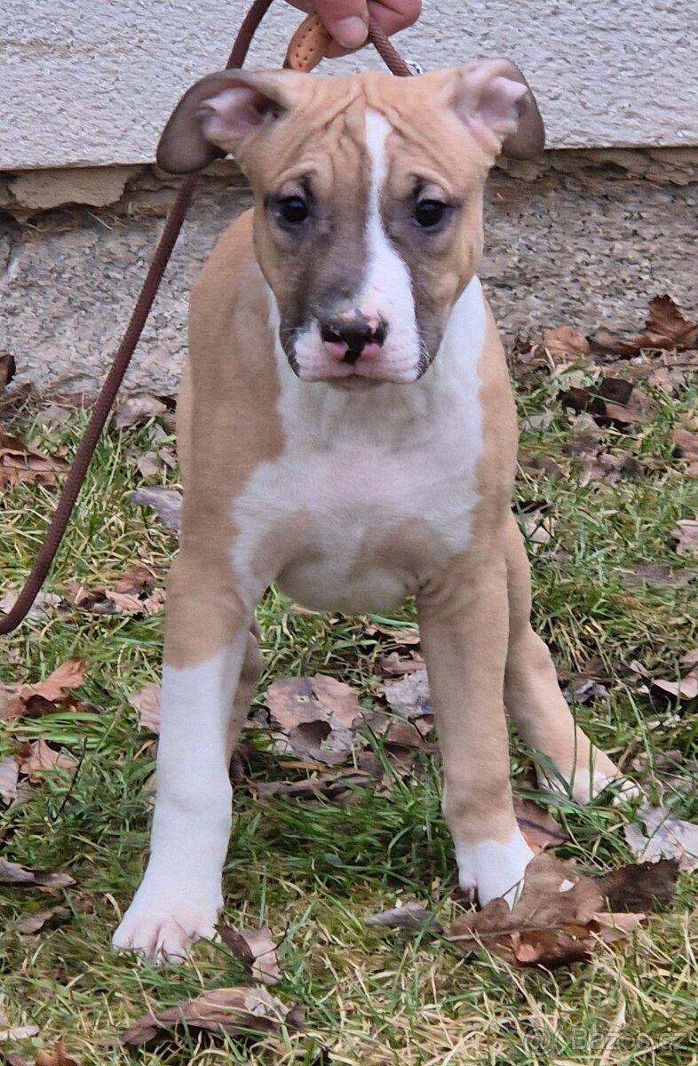 Americký stafordšírský teriér s PP - 5