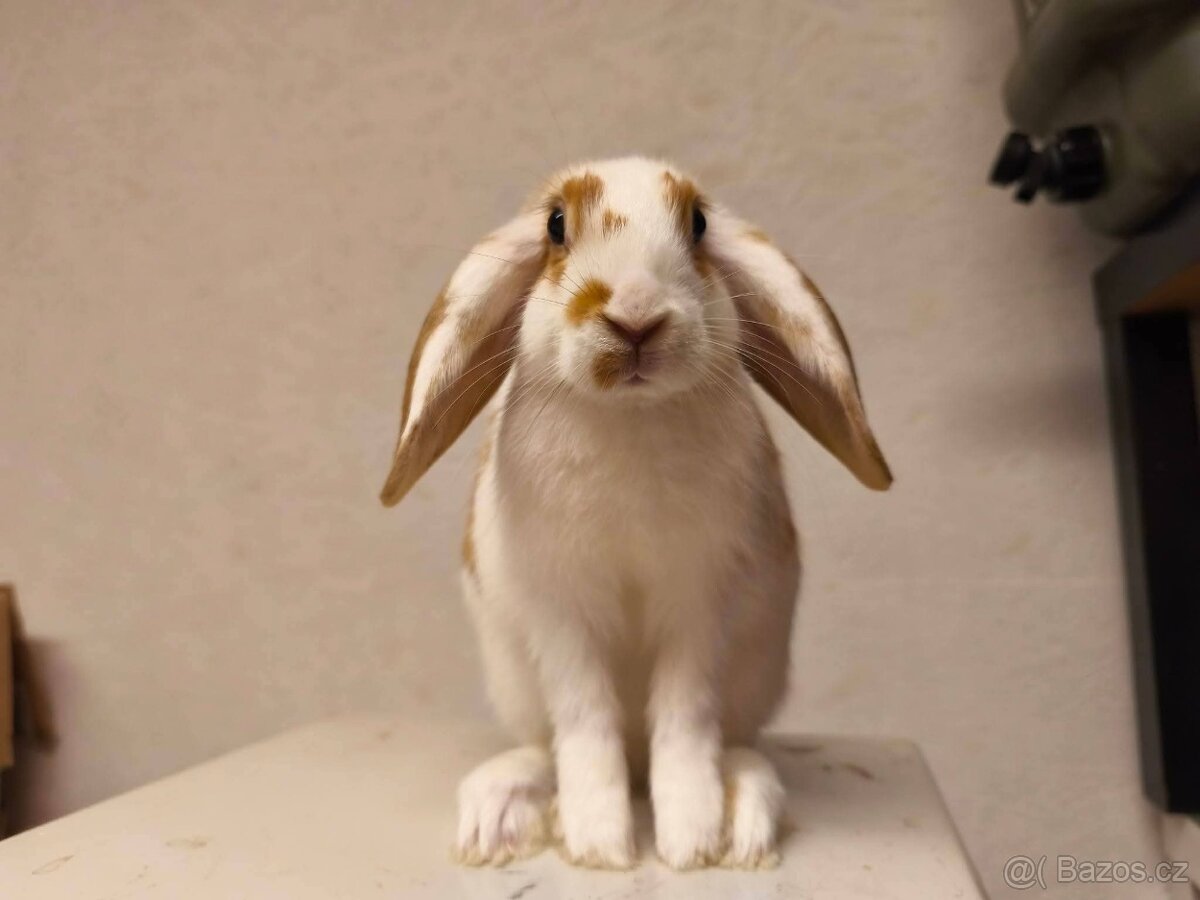 Sportovní králík - 5