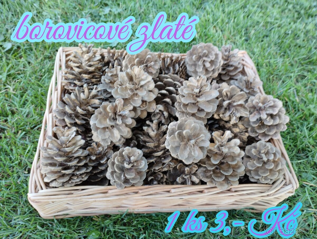 Borovicové šišky - 5