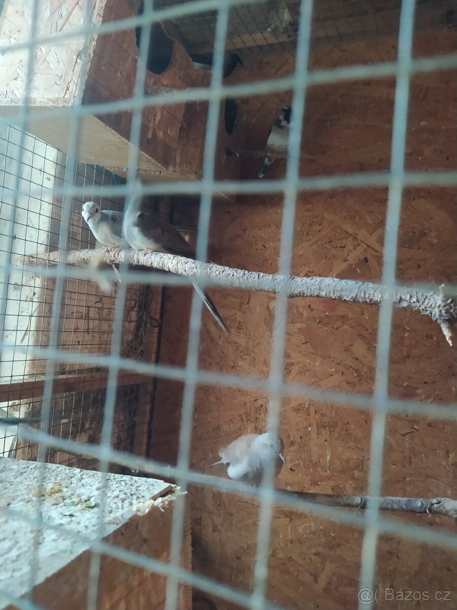 Holoubek diamantový - 5