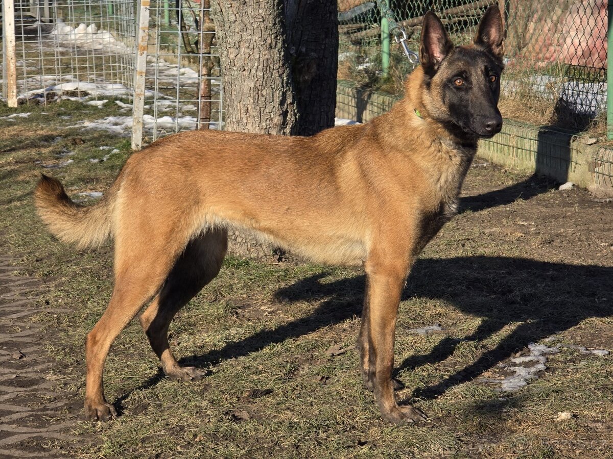 Roční Fenka Malinois - 5