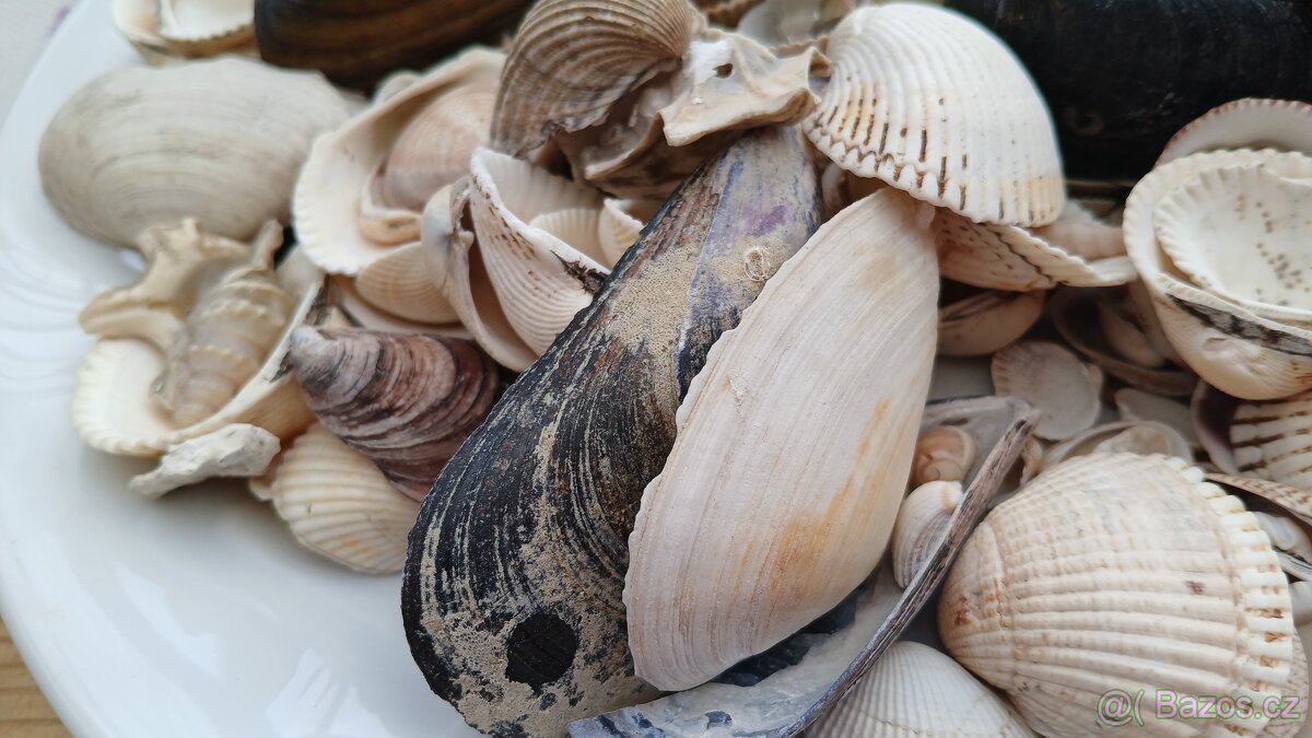 Mušle 900g - 5