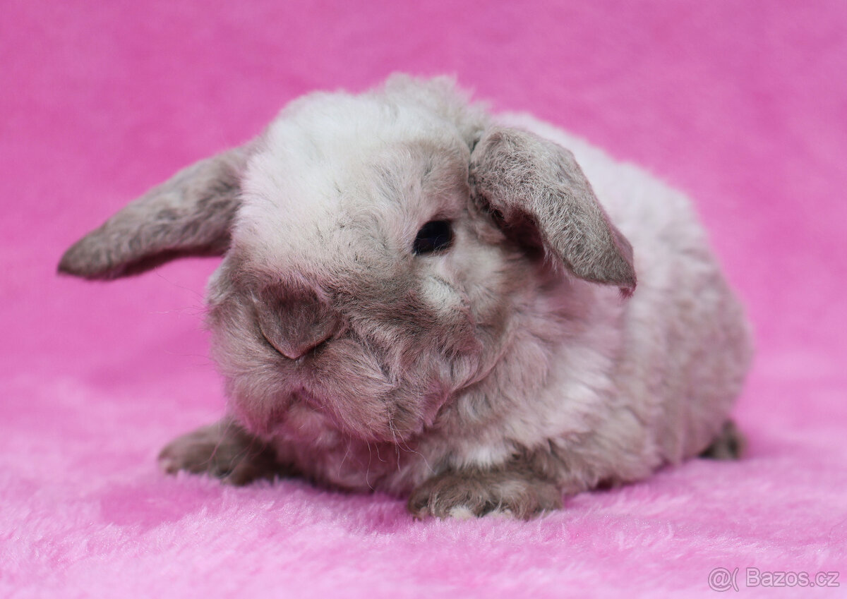 Zakrslý rex beránek s VP . Malinký sameček . - 5