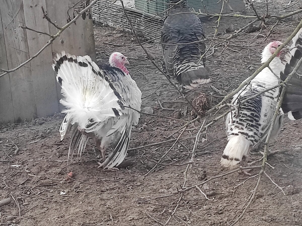 Krůty bronzové - 5