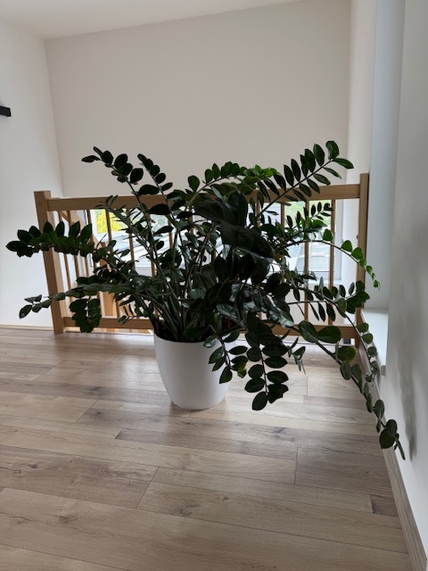 Zamioculcas výška 110 cm, průměr 150 cm - 5
