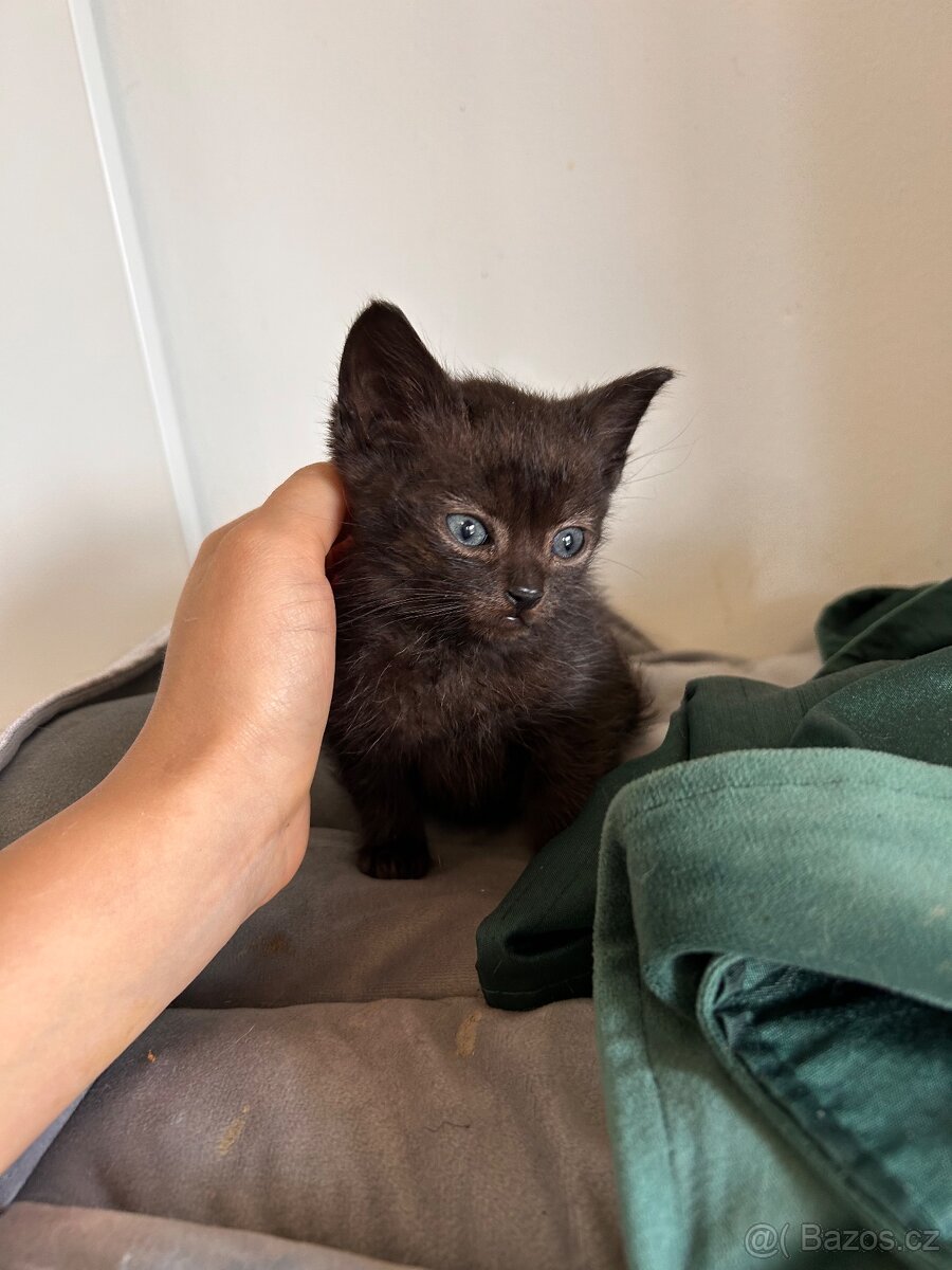 Darujeme koťátka - 5