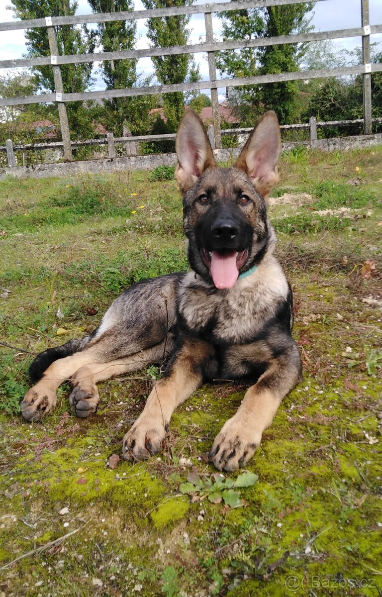 Prodám štěně německého ovčáka s PP - 5