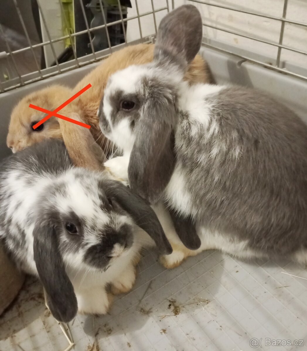 Zakrslý beránek králíček - 5