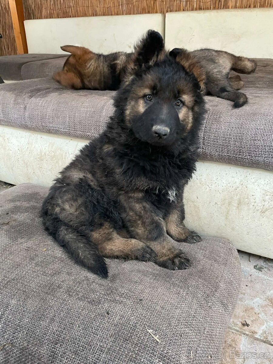 Německý ovčák - 5