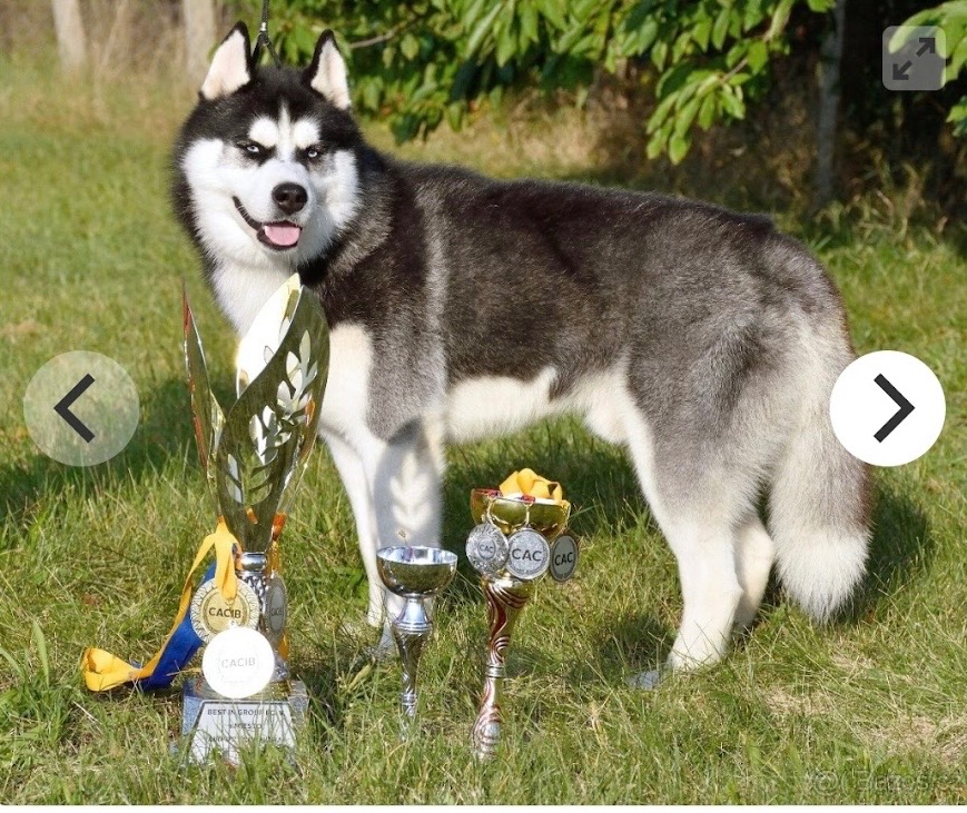 Štěně. Husky s PP 7měsíců 🥲 - 5