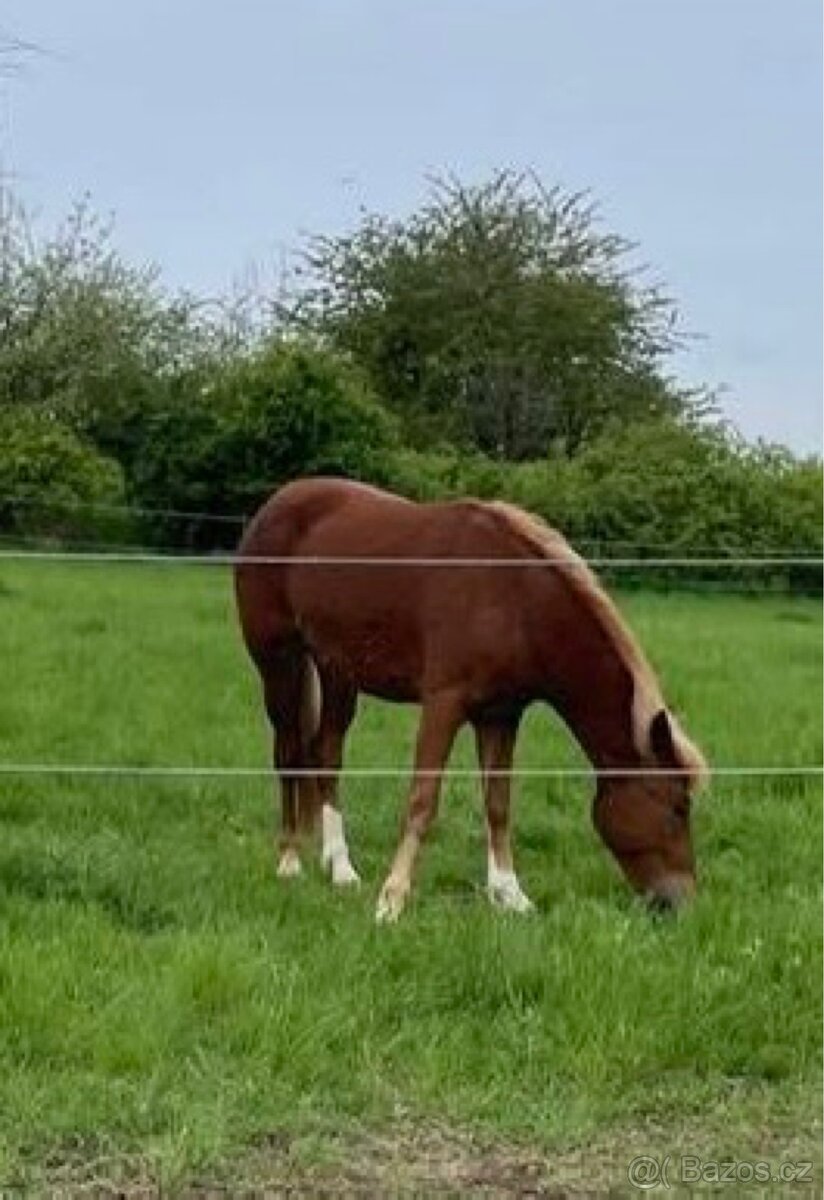 Sportovní Pony - 5