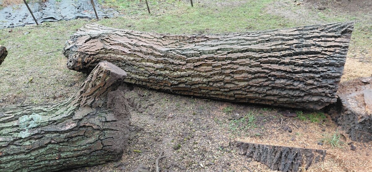 Prodej ořešáku - 5