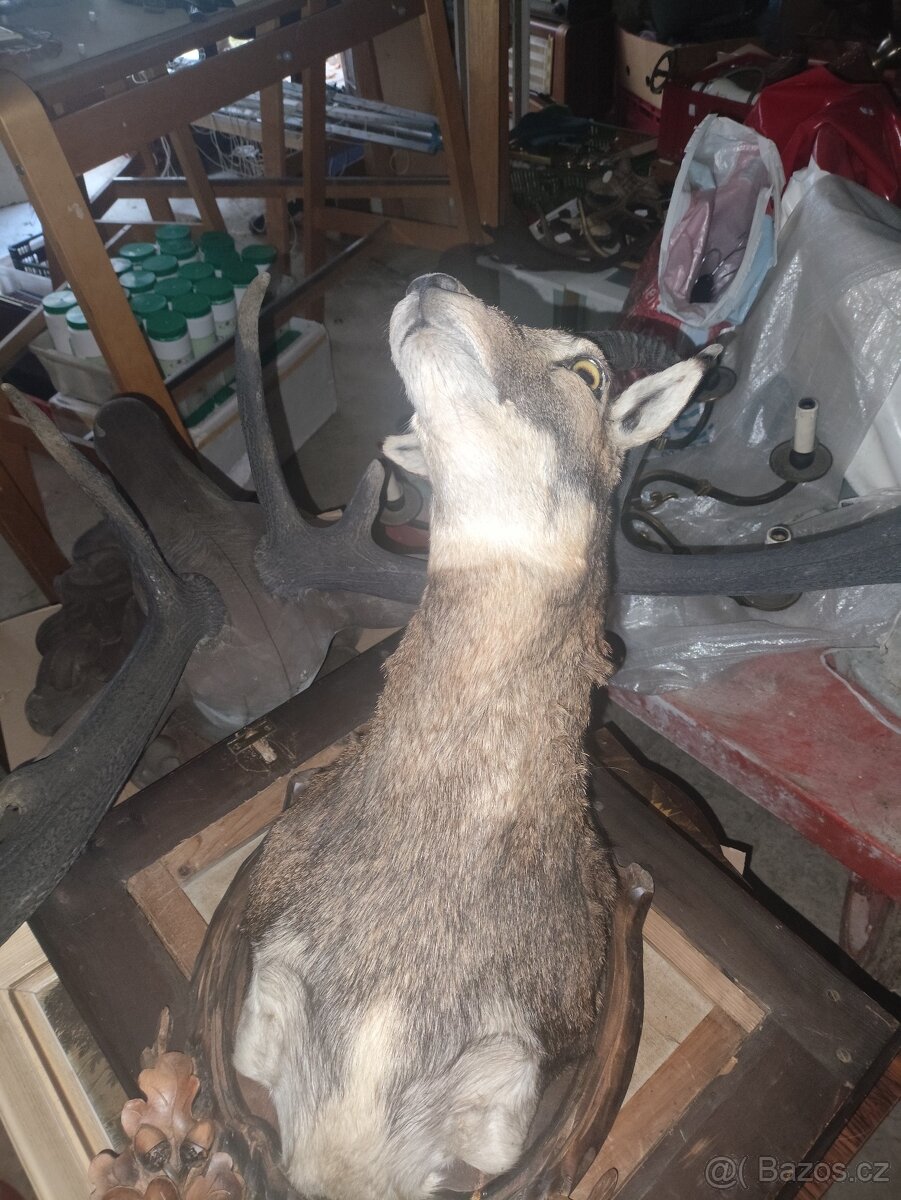 Paroží a trofeje - 5
