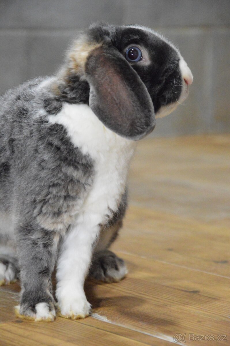 Zakrslý beránek satén rex - 5