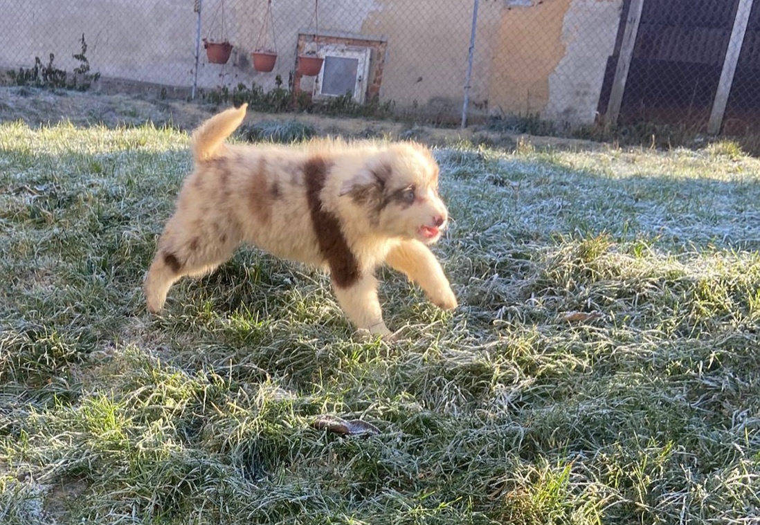 Štěňata border kolie - 5