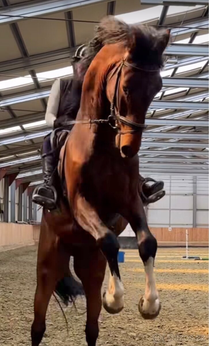 Scháním pronájem koně - 5