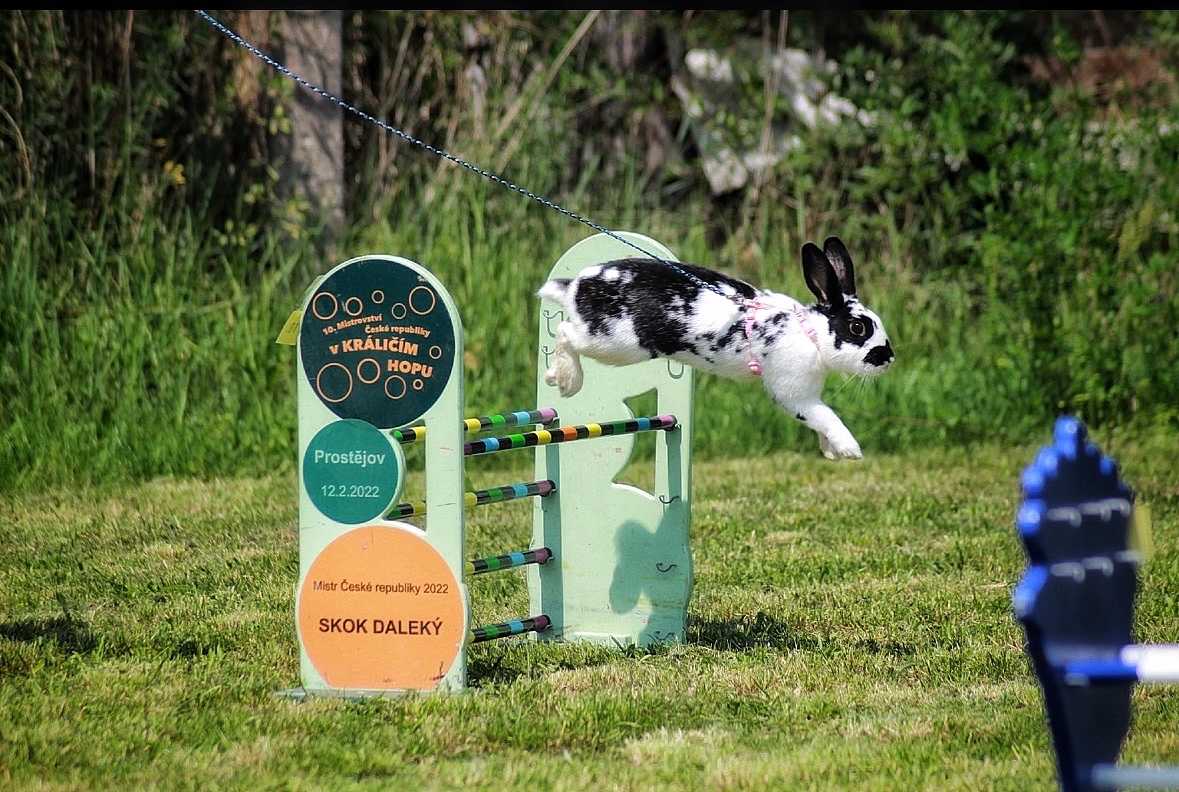 Zakrslý králík s pp - Lora - 5