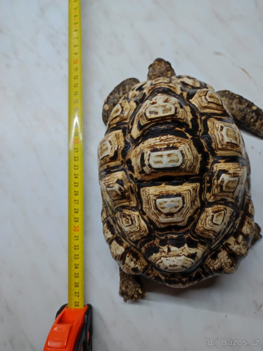 Želva pardálí - dospělý samec - 5