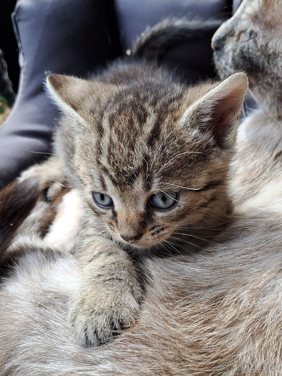 Daruji do dobrých rukou mourovatá koťata - 5
