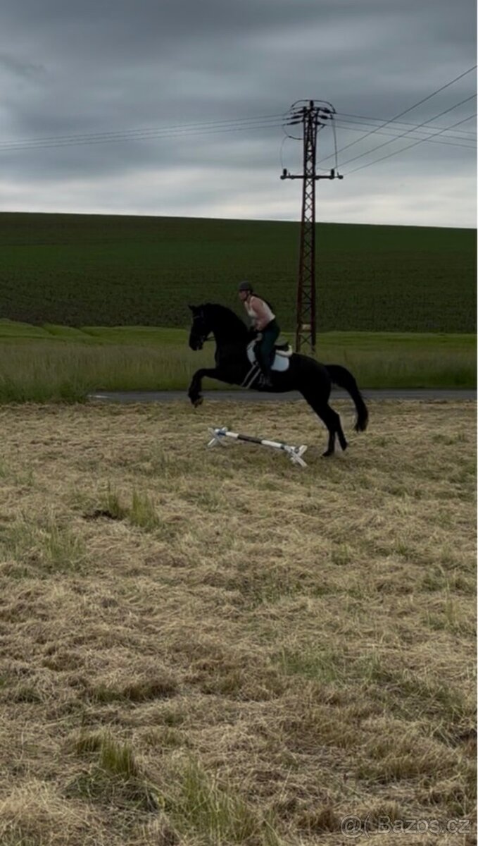 Prodám 8 mi letou kobylu - 5