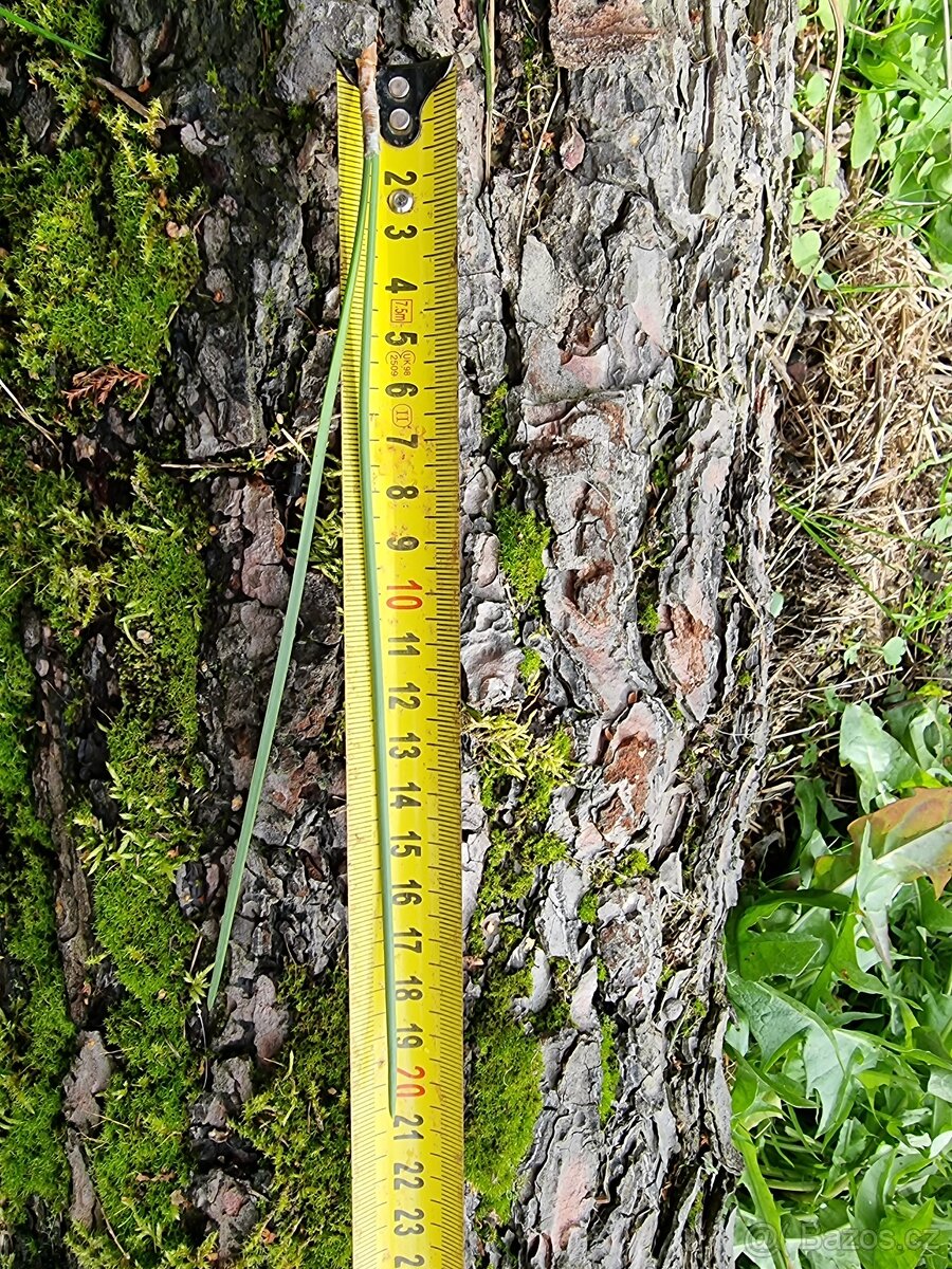 Borovice přímořská - Pinus pinaster - původ semen ČR - 5