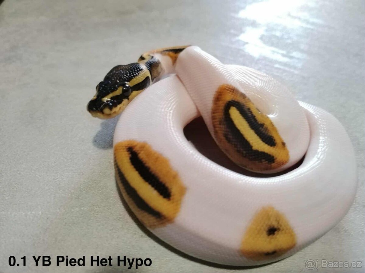 Krajta královská - 5