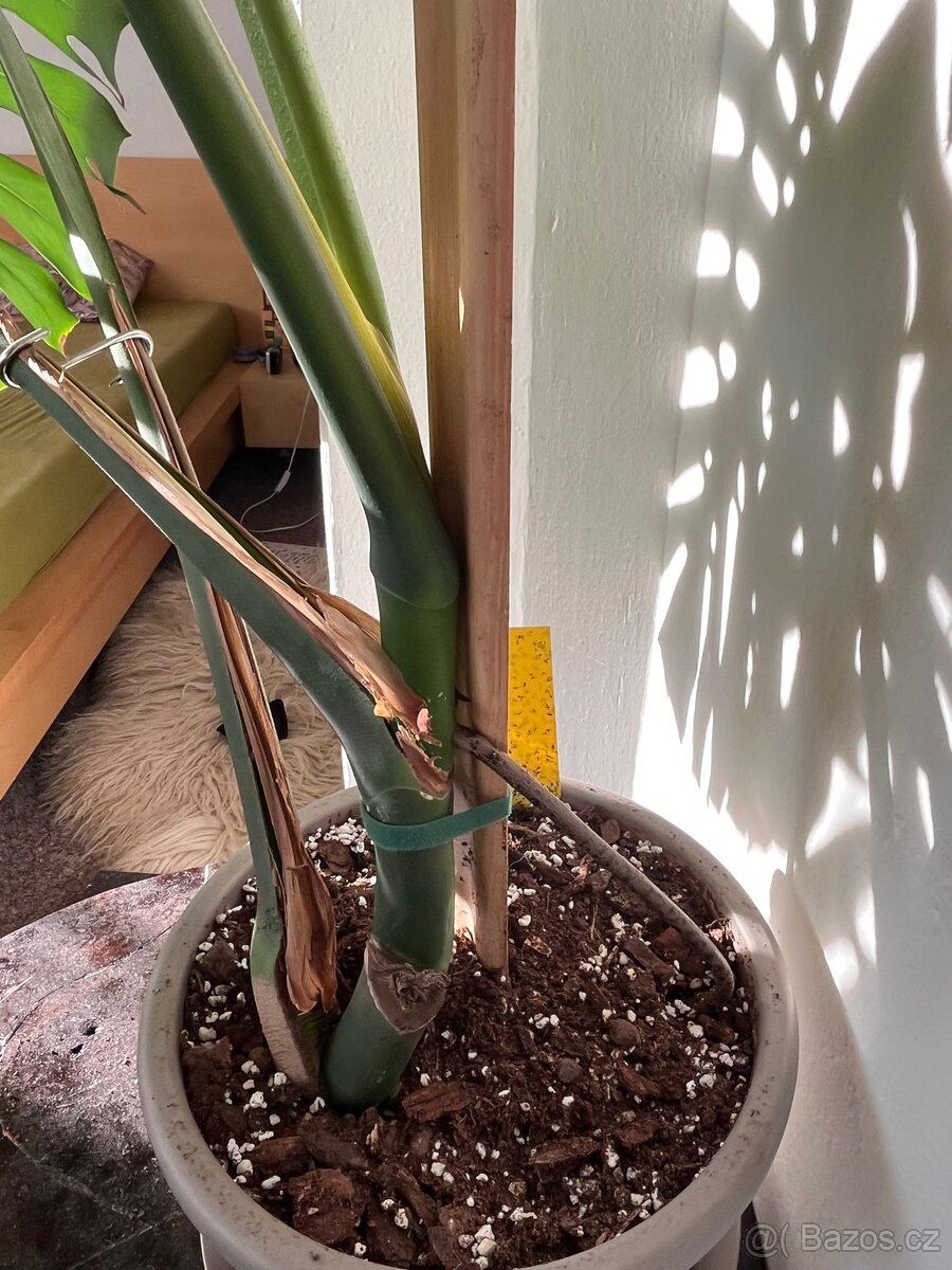 Monstera deliciosa II - 5