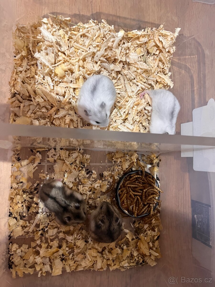Křečík džungarský - 5