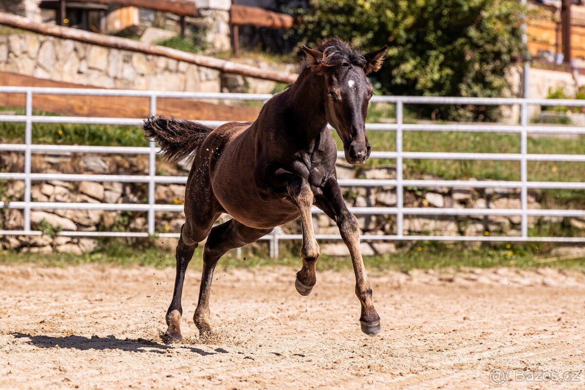 Klisnička P.R.E. - 5