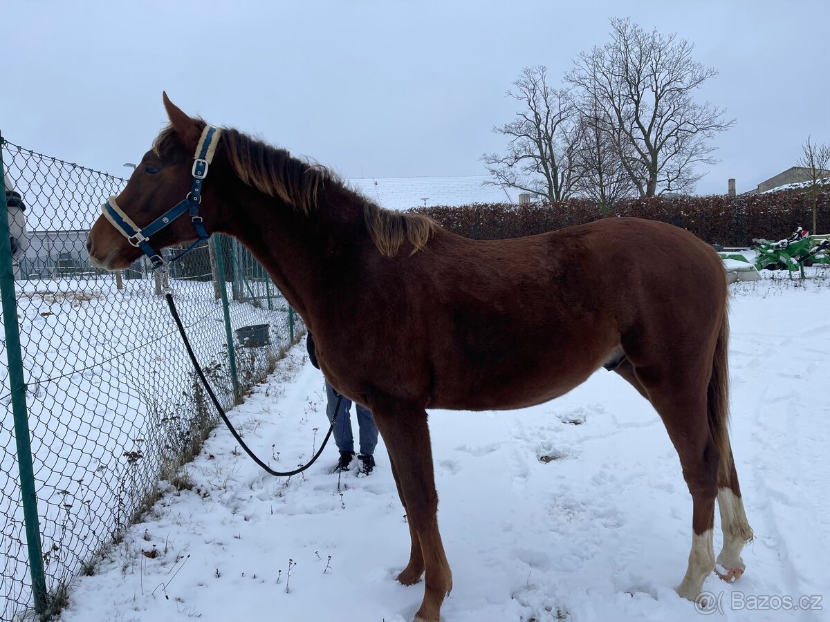Hřebec po Heartbreak ZH - 5