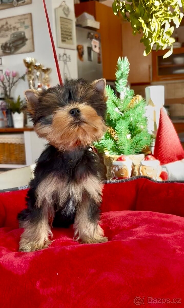 Jorkšírský terier - 5