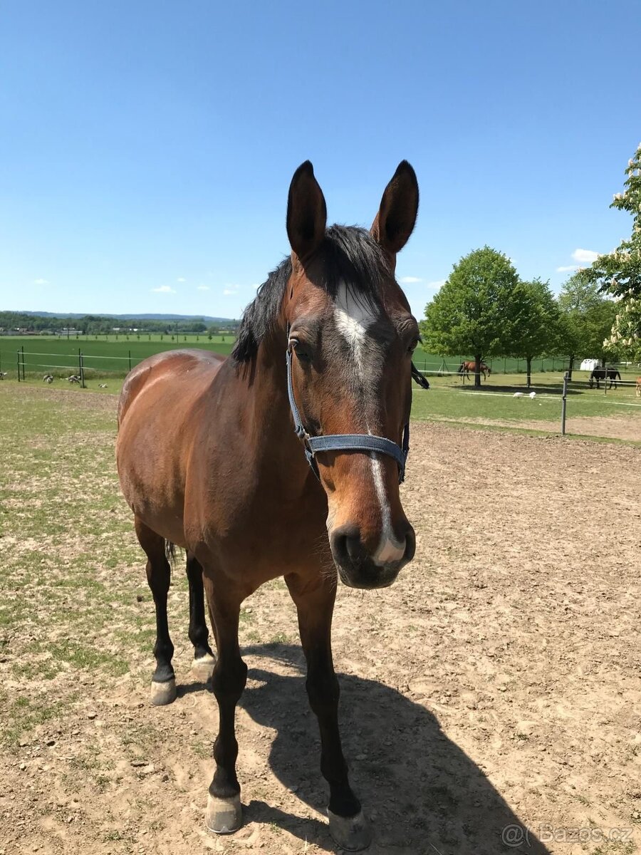 Valach (nar.2008) - 5