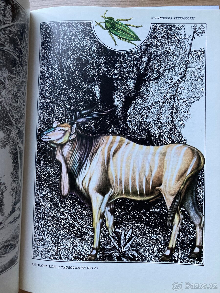 Afrika ráj a peklo zvířat - 5