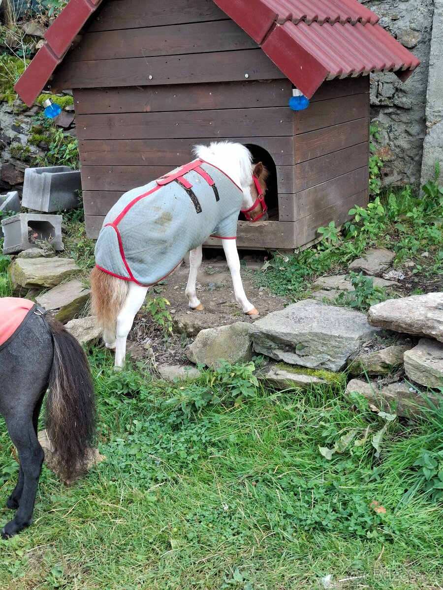 Kobylka AMHA- minihorse - 5
