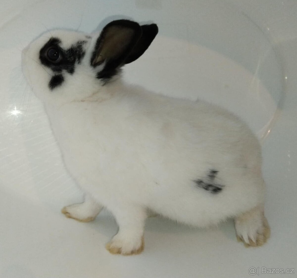 Zakrslý králíček bez PP sameček Apollo - 5