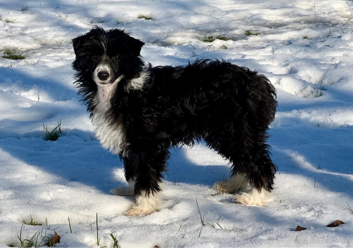 Čínský chocholatý pes labutěnka s PP - 5