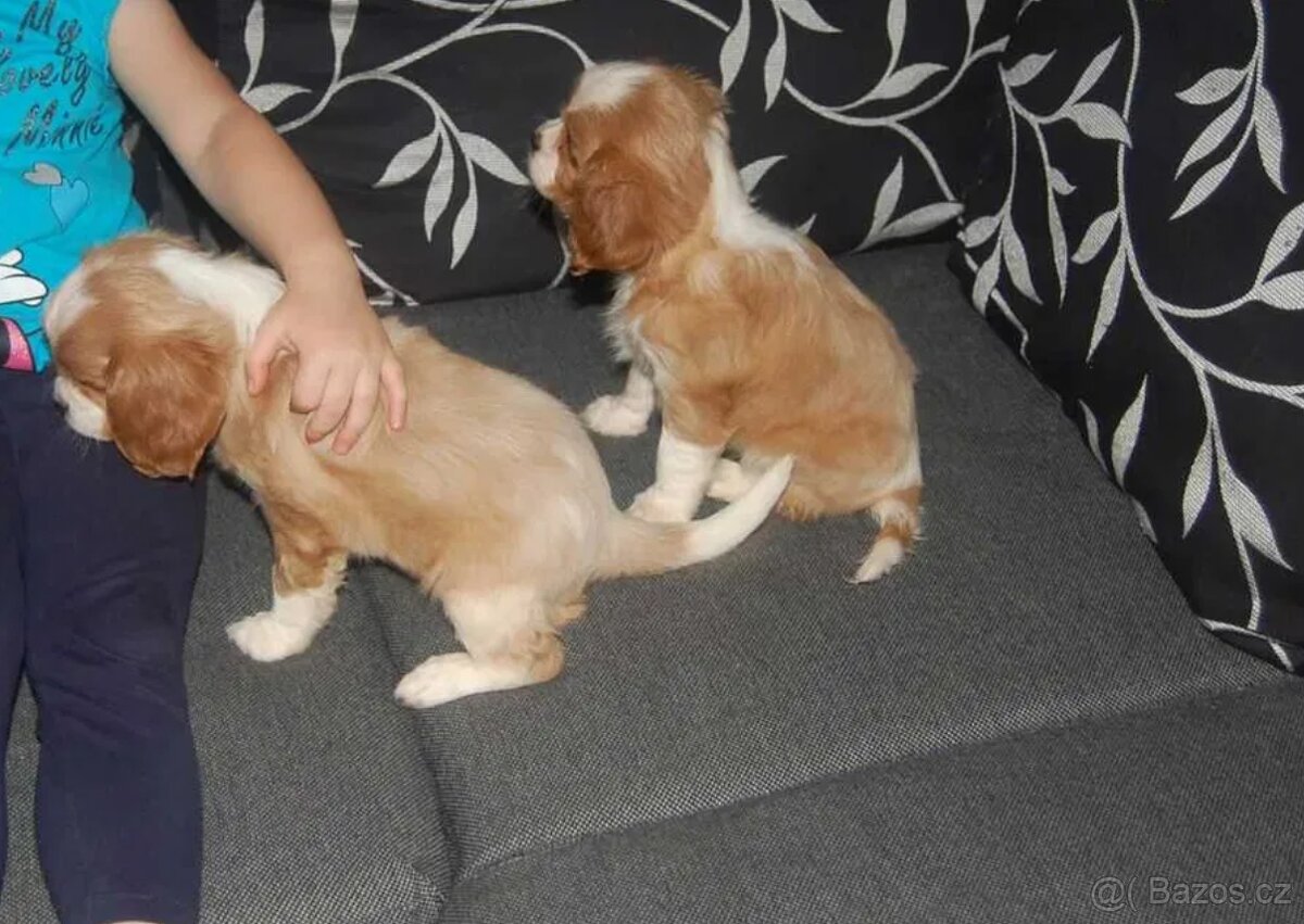 Kavalír King Charles Španěl - 5