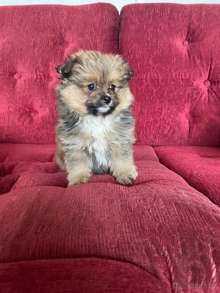 Německý špic trpasličí - 5