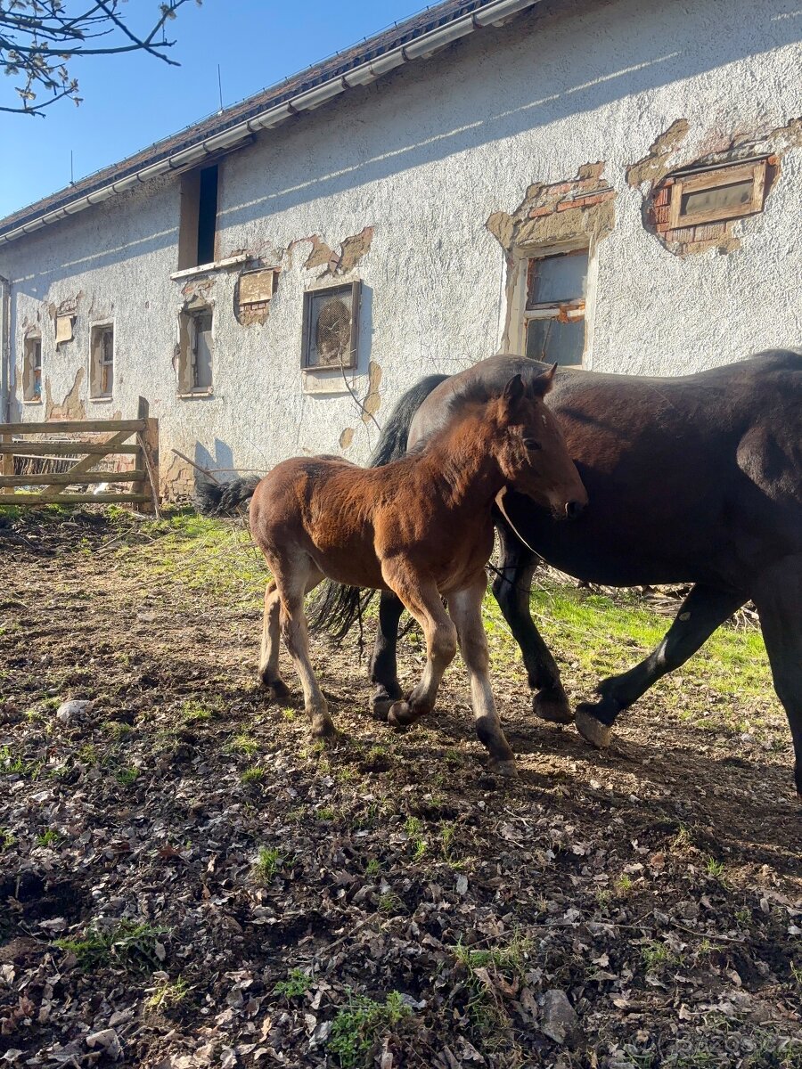 Hříbě plemene norik - 5