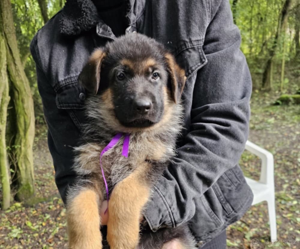 Německý ovčák- krásná štěňátka s PP typ Rex - 5