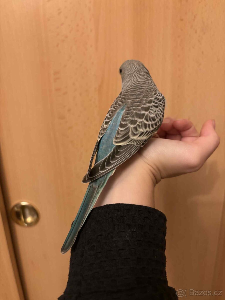 Prodám mladé andulky po vylétnutí z budky - 5