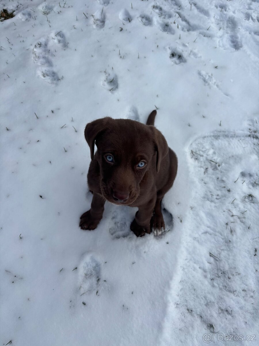 Výmarský ohař x Sibiřský husky - 5