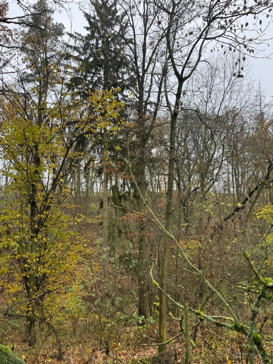 Prodej lesního pozemku k.ú. Boreč - 5