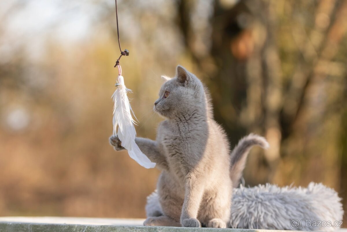 Britská koťata bez PP - 5