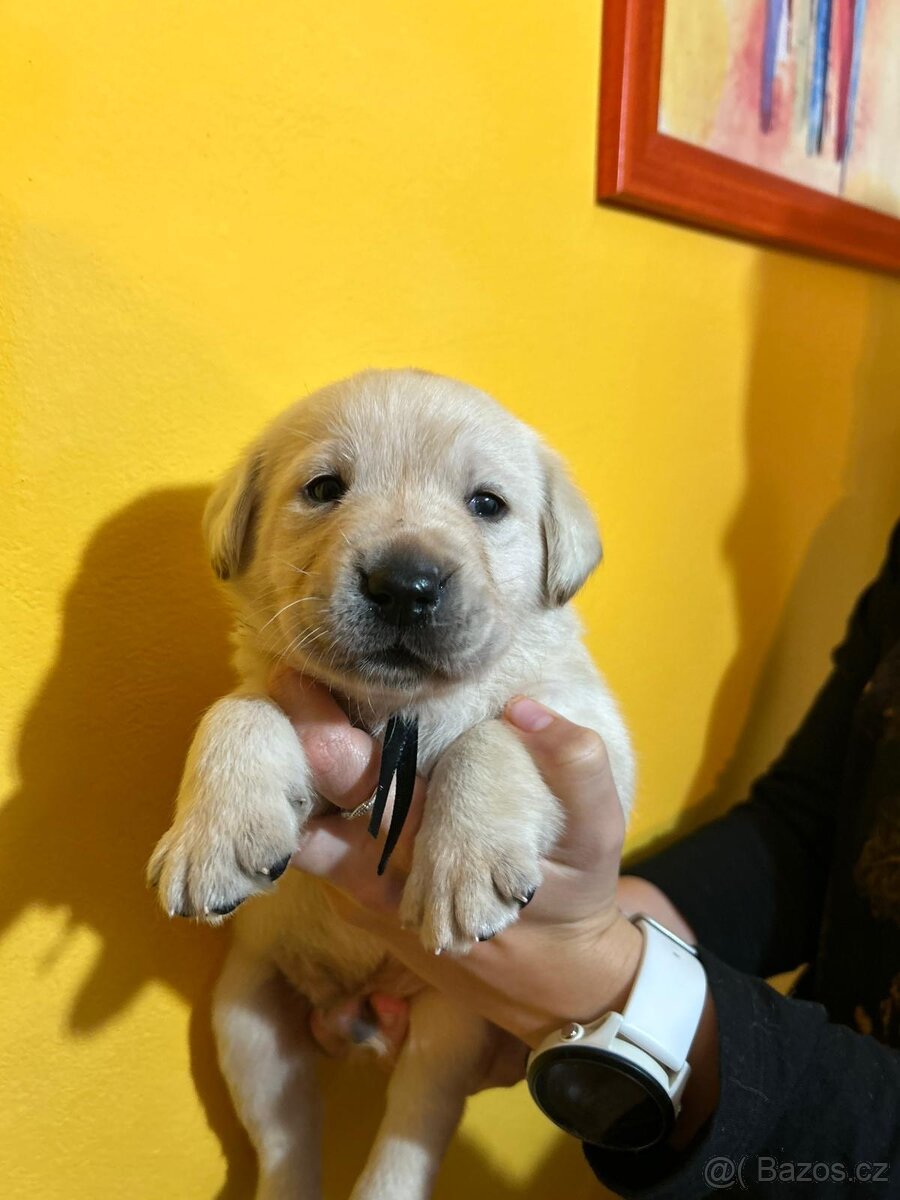 Labradorský retriever s PP - 5