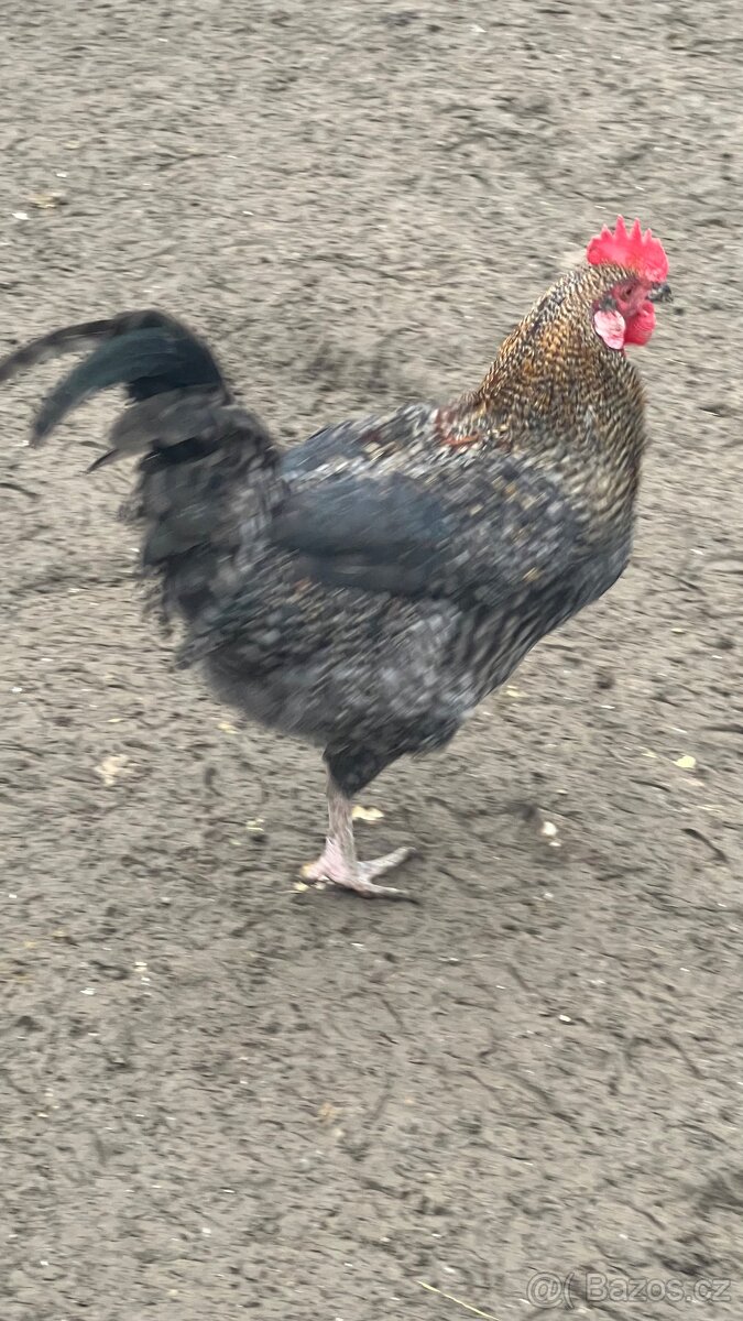 Kohouti - 5